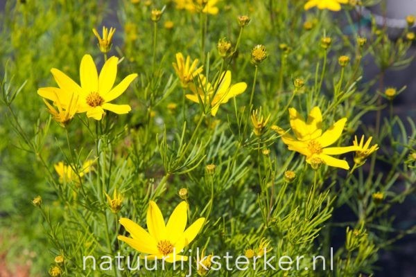 Coreopsis verticillata 'Zagreb' Meisjesogen vaste plant geel zon, halfschaduw Zomerbloeier