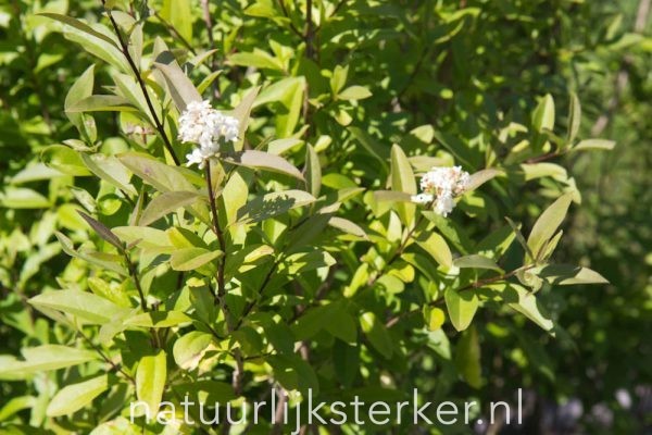Ligustrum vulgare Wilde liguster Boswal wit zon, halfschaduw Boswal