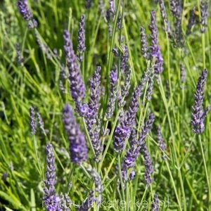 Lavandula intermedia 'Phenomenal'PBR Lavendel vaste plant blauw, paars zon, halfschaduw Zomerbloeier, Insectenplant