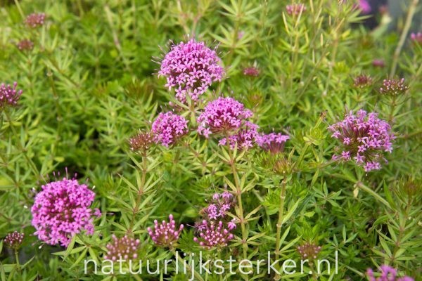 Phuopsis stylosa Perzisiche kruisjesplant vaste plant paars, roze zon, halfschaduw Zomerbloeier, Najaarsbloeier, Bodembedekker
