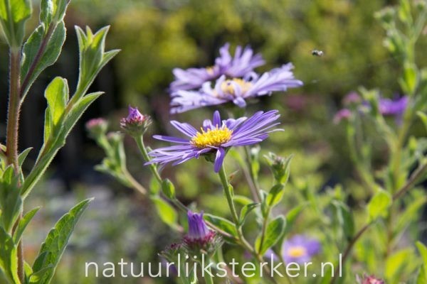 Aster frikartii 'Mönch' Herfstaster vaste plant paars zon, halfschaduw Najaarsbloeier, Insectenplant