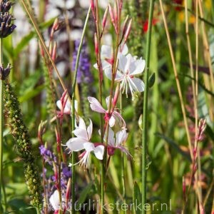 Gaura lindheimeri 'Whirling Butterflies' Lindheimers prachtkaars vaste plant roze, wit zon, halfschaduw Zomerbloeier, Najaarsbloeier