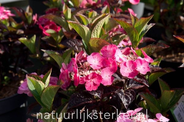 Hydrangea serrata 'Daredevil' Hortensia heerster rood, roze halfschaduw Zomerbloeier