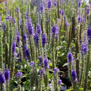 Veronica spicata 'Ulster Blue Dwarf' Ereprijs vaste plant blauw, paars zon Zomerbloeier, Insectenplant