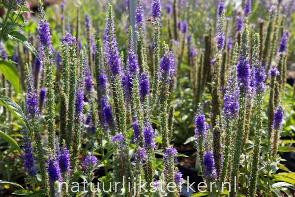 Veronica spicata 'Ulster Blue Dwarf' Ereprijs vaste plant blauw, paars zon Zomerbloeier, Insectenplant