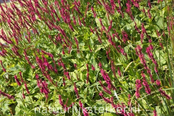 Persicaria amplexicaulis 'Speciosa' Duizendknoop vaste plant rood, roze zon, halfschaduw Zomerbloeier