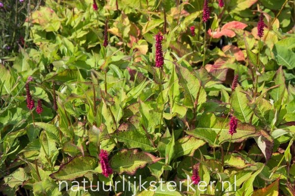 Persicaria amplexicaulis 'Blackfield'PBR Duizendknoop vaste plant rood zon, halfschaduw Zomerbloeier